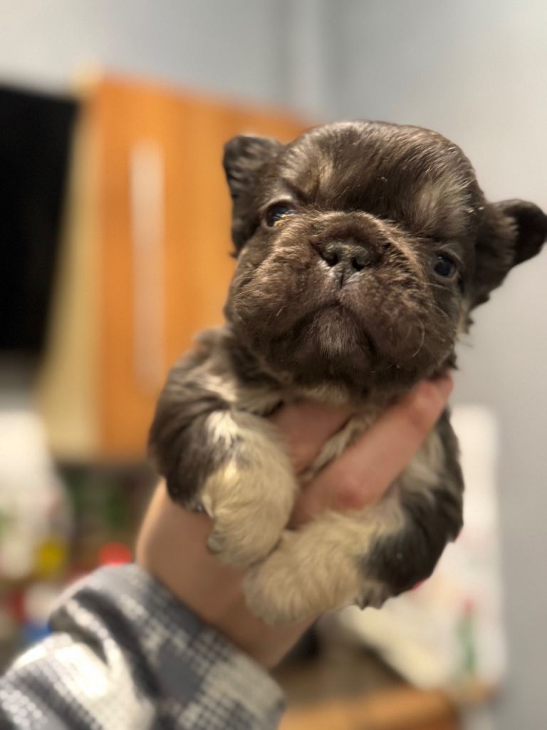 **Unique Fluffy French bulldogs**