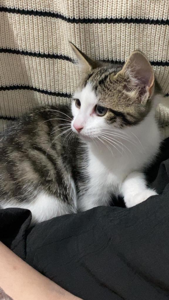 Kittens for sale