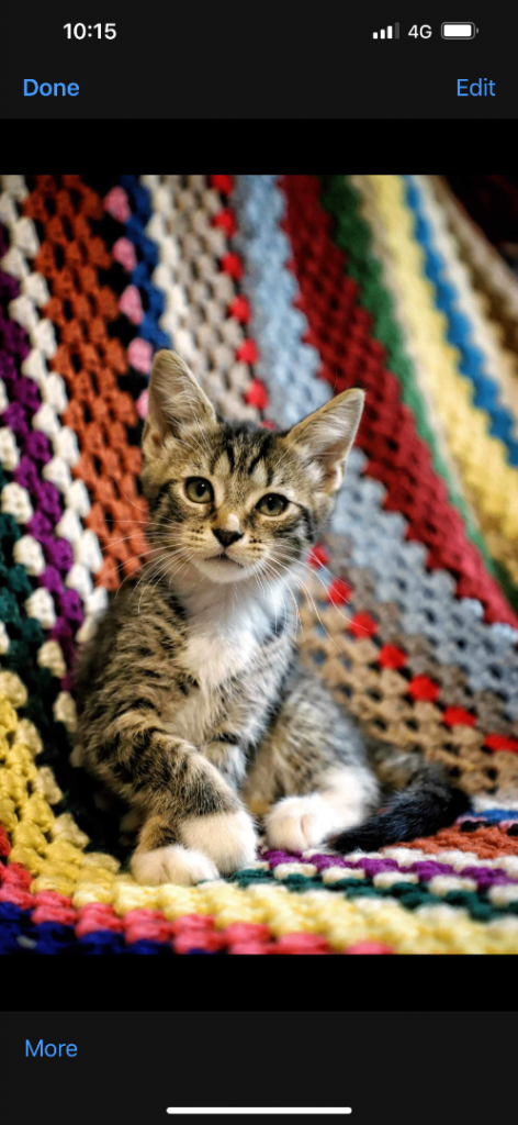Female spayed cat 