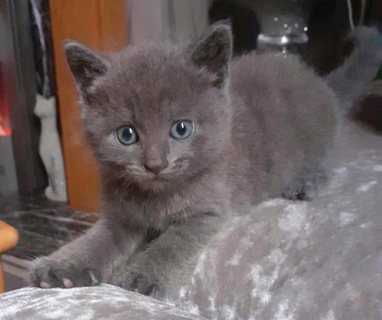 Kitten 