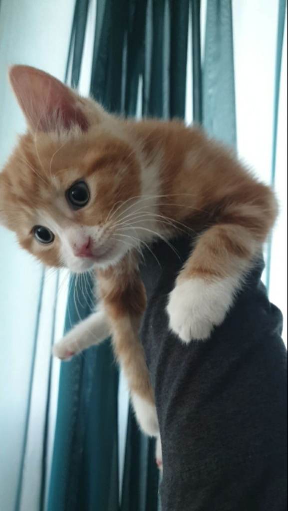 Blue eyed Ginger kitten 8 weeks old 