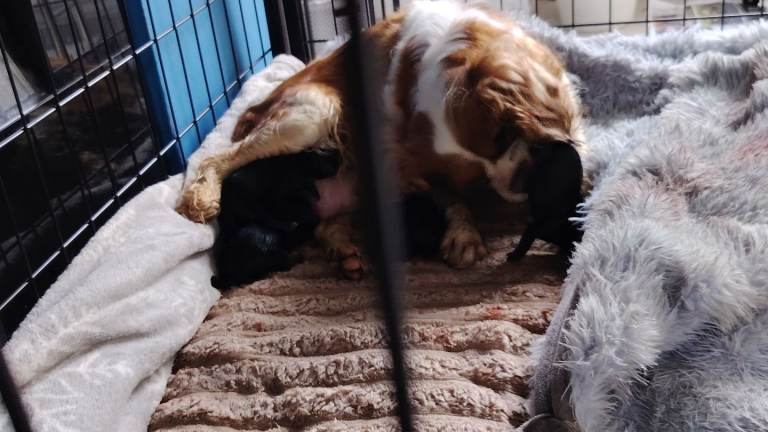 Cavalier king Charles puppys