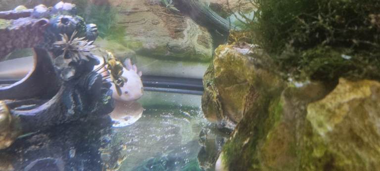 Lotl and everything you need