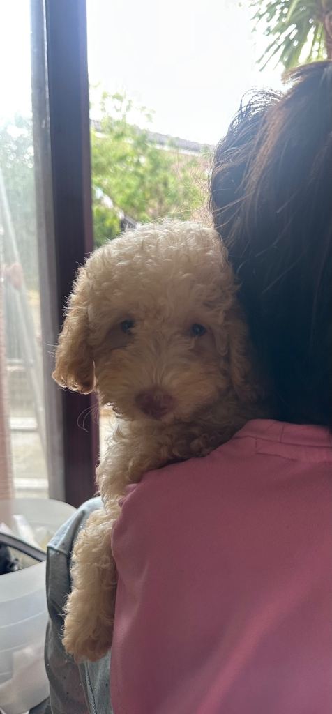 Beautiful Toy Poodle Puppy Looking for a Loving Home