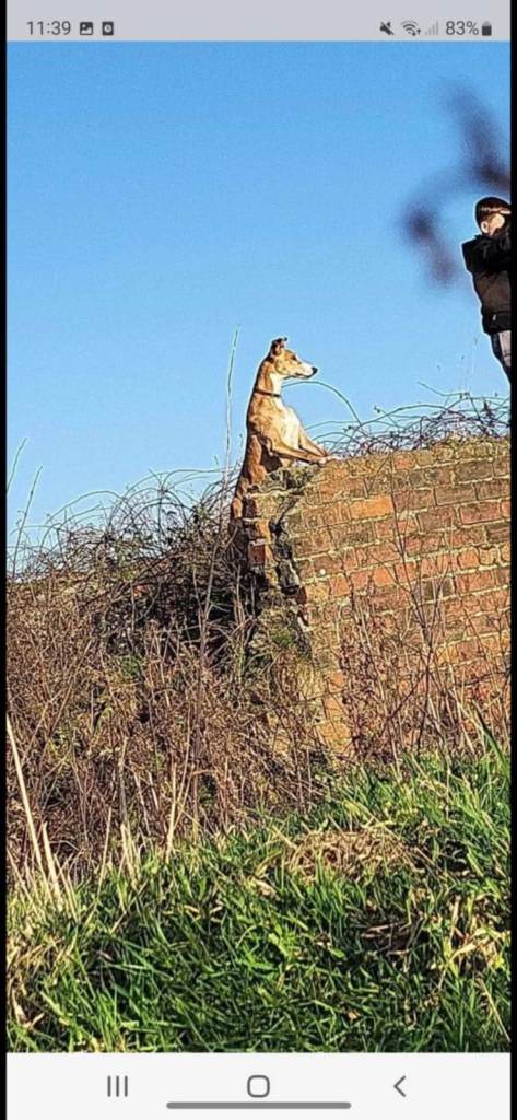 Lurcher pup 1 male pick of the litter