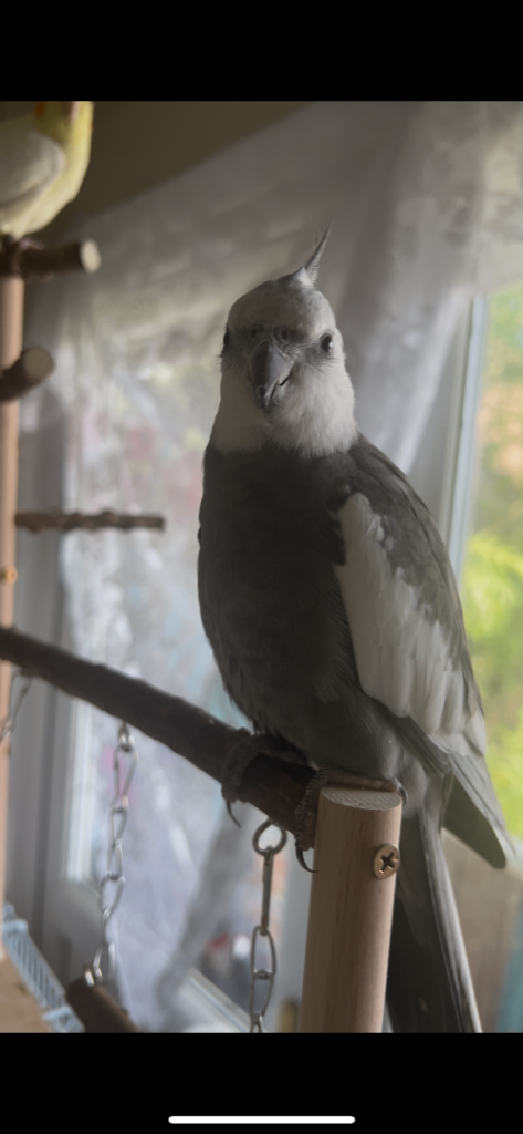 2 Cockatiels bonded for sale + Cage
