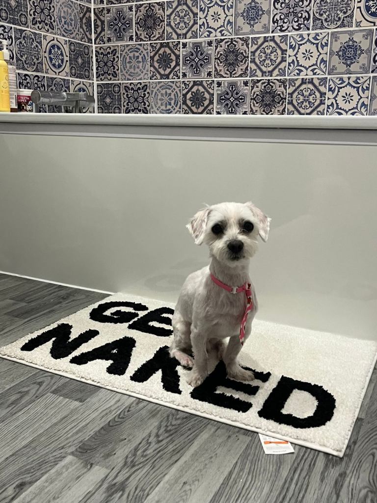 Full Bred Maltese Dog For Sale - Male