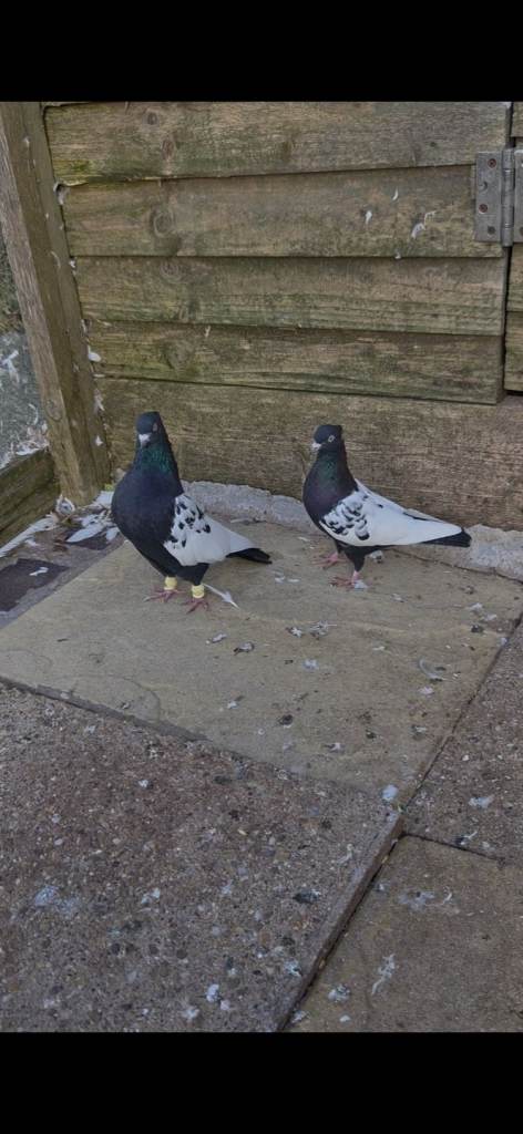 pigeon