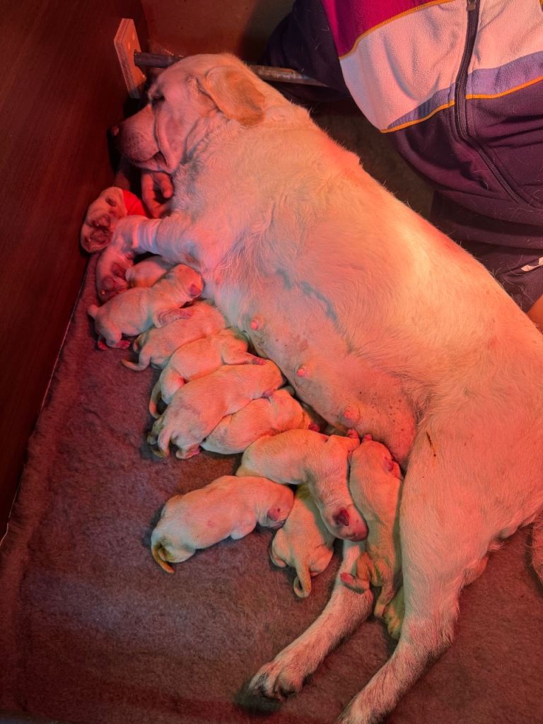 Show bred Labrador puppies