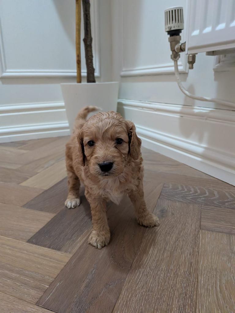 ⭐️ Stunning F1b toy cockapoo’s ⭐️