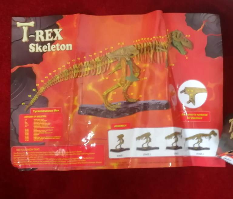T-REX SKELETON 45"long Dinosaur Model kit 1/10 Scale Building STEM by B.C. Bones