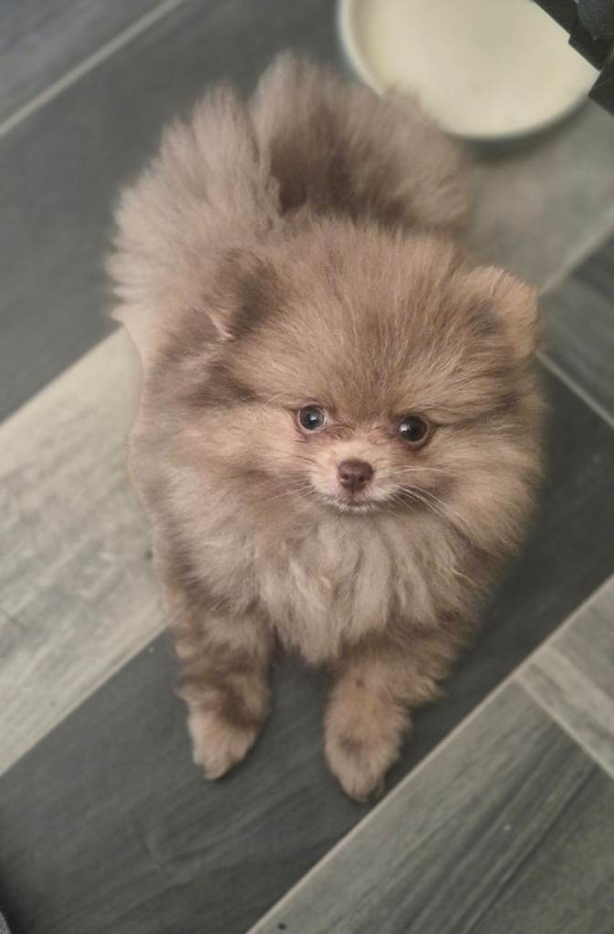 Stunning litter of pomeranian pups