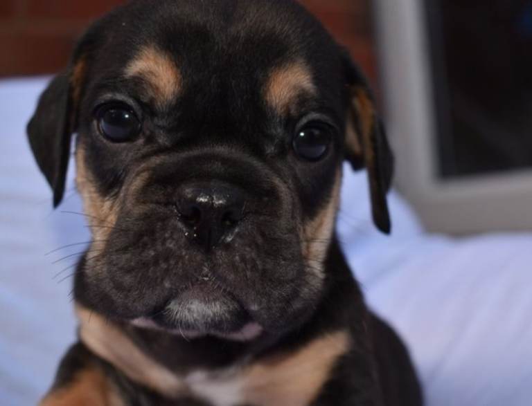 STUNNING LITTER OF EXOTIC ENGLISH BULLDOGS. READY TO LEAVE