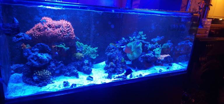 Fish Tank Breakdown