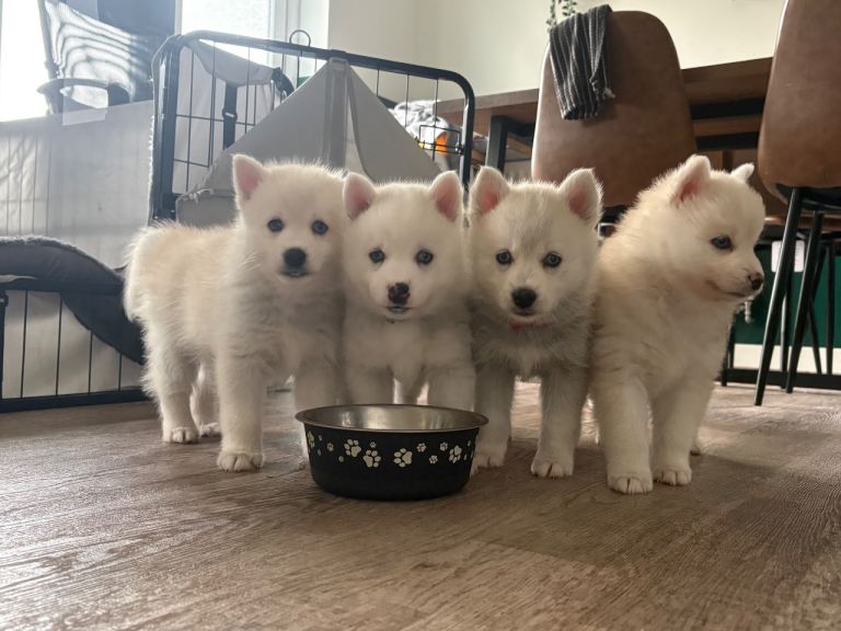 F2 Pomsky puppies 