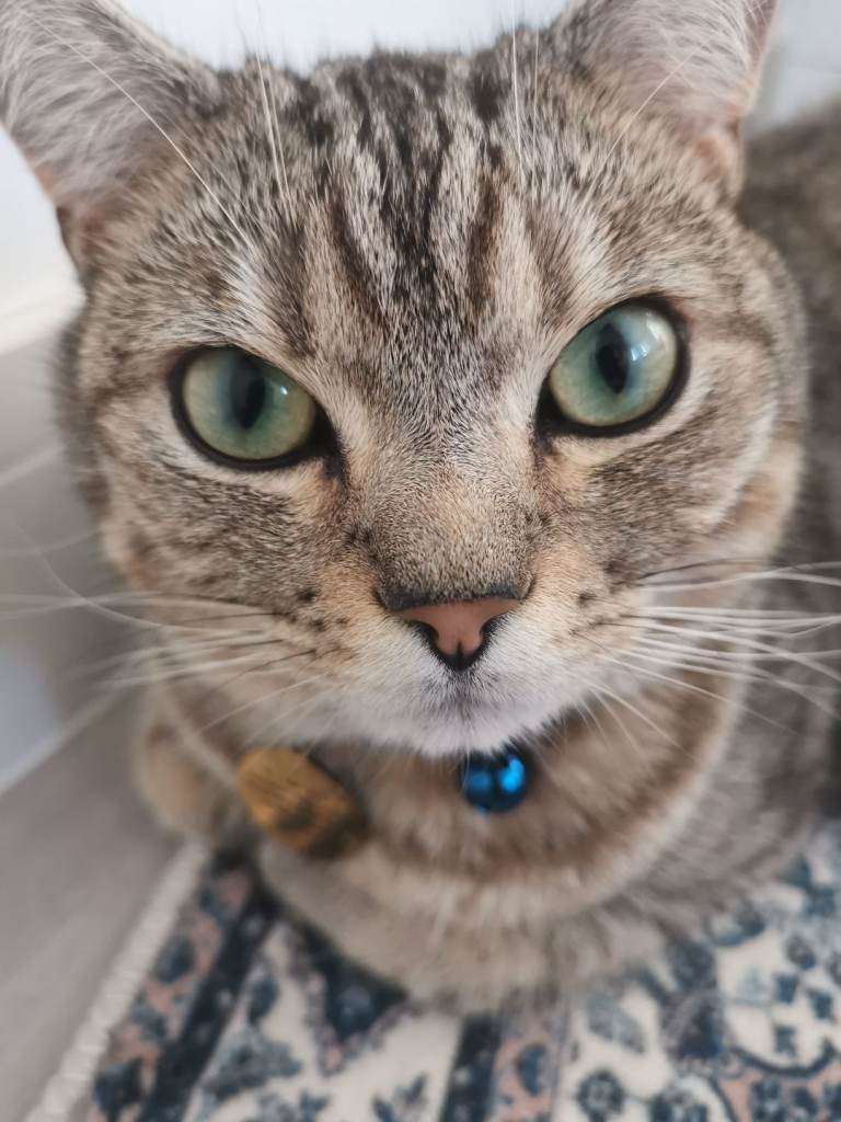 Persian/short hair mix breed