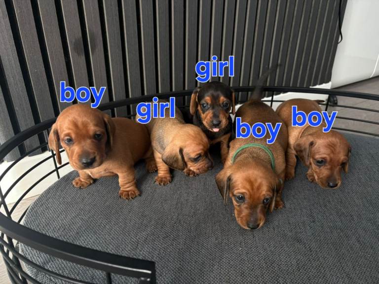  MINIATURE DACHSHUND