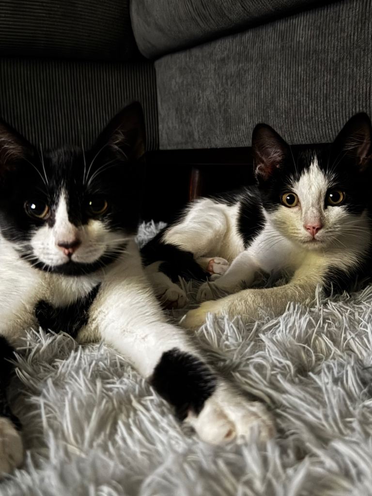 Double the Love! Brothers Seeking Forever Home