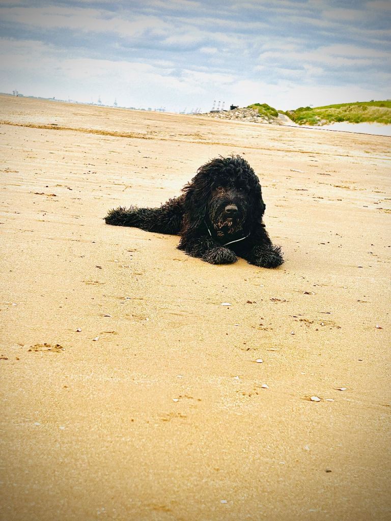 Sprockerpoo 8 months old 