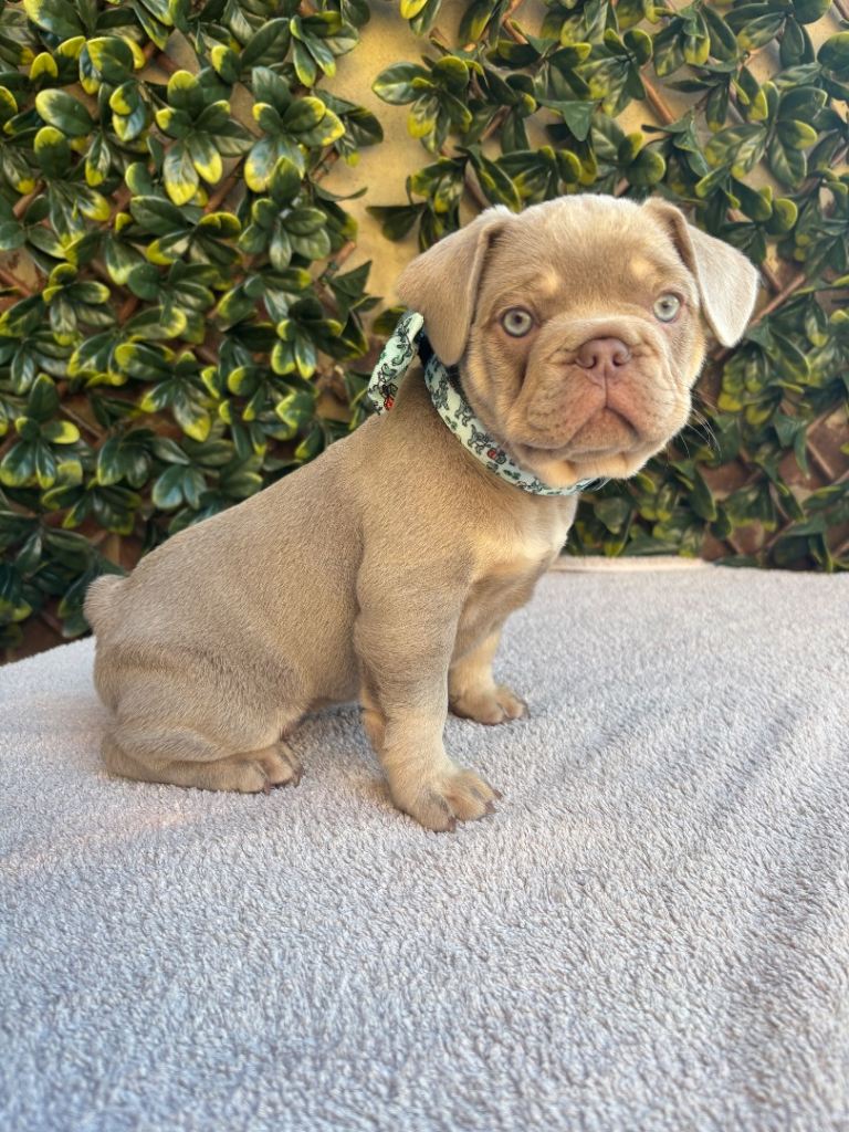 French bulldog male puppy