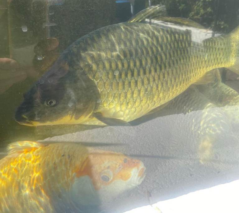Ghost koi/ carp x2