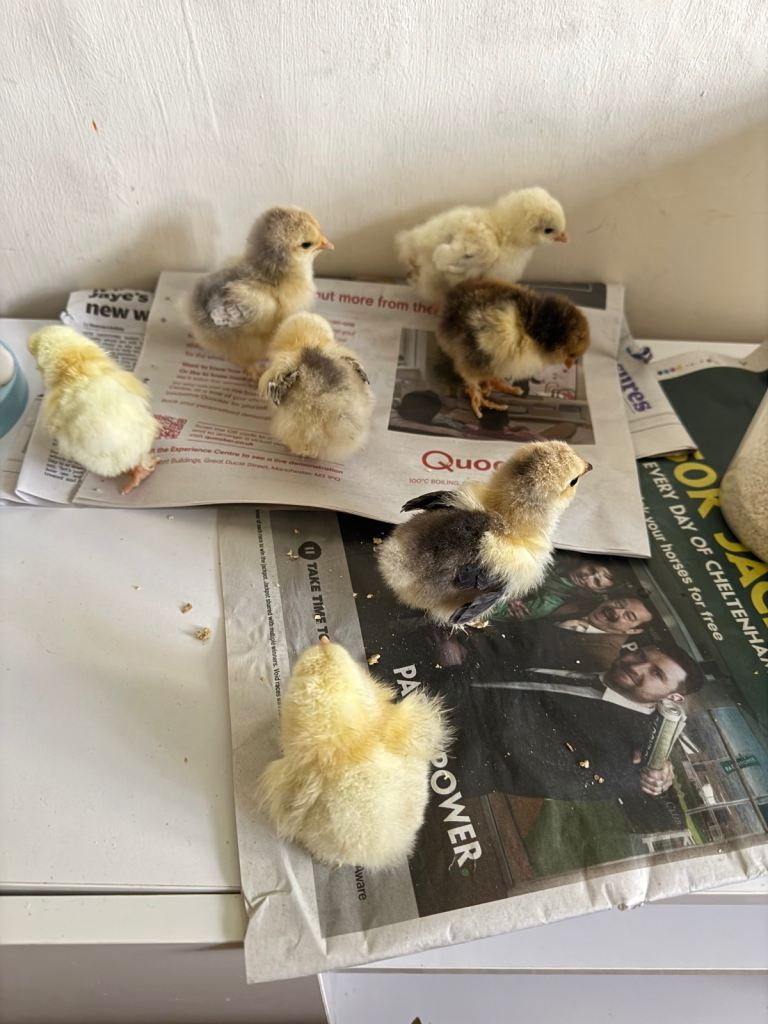 Chicks 