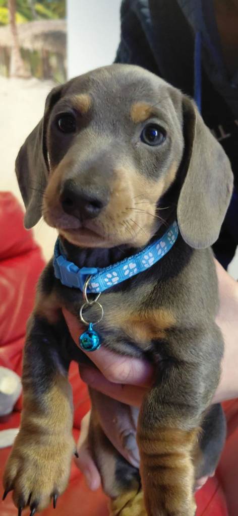 Miniature Daschund puppies 