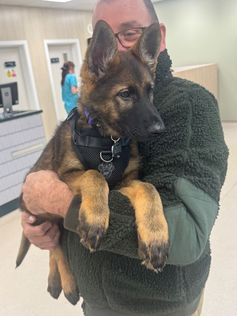 KC Registered German Shepherd Puppies Champion Line