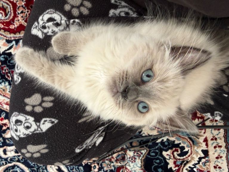 Ragdoll Male Kittens 🤍 