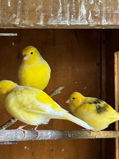 Canaries and zebra Finches for sale