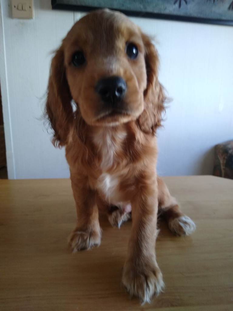 Cocker spaniel