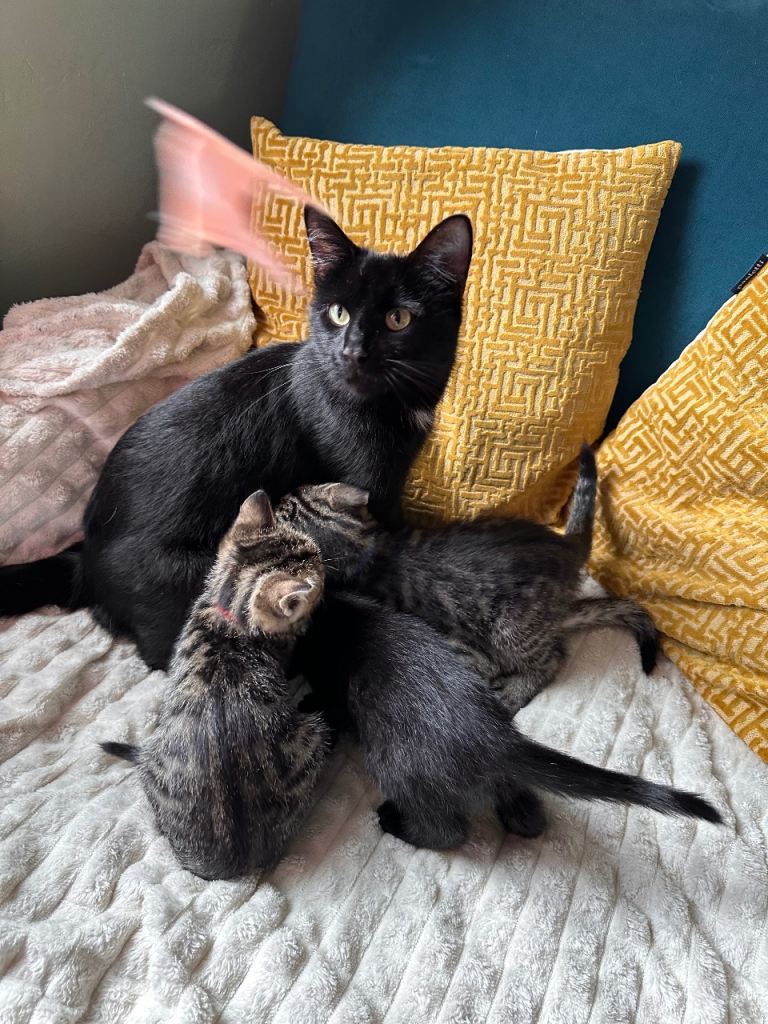 Kittens for sale 