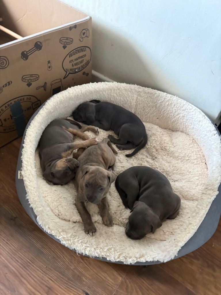 Cane corso x 