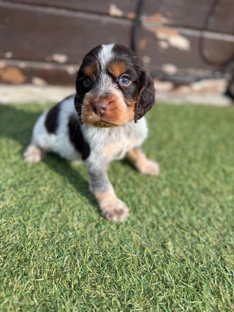 Cocker spaniel puppies