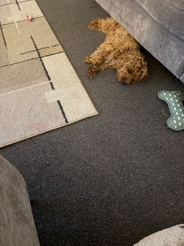 Cockapoo puppy