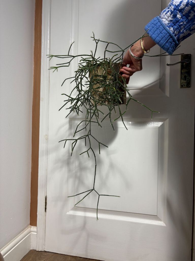 Healthy Rhipsalis Plant