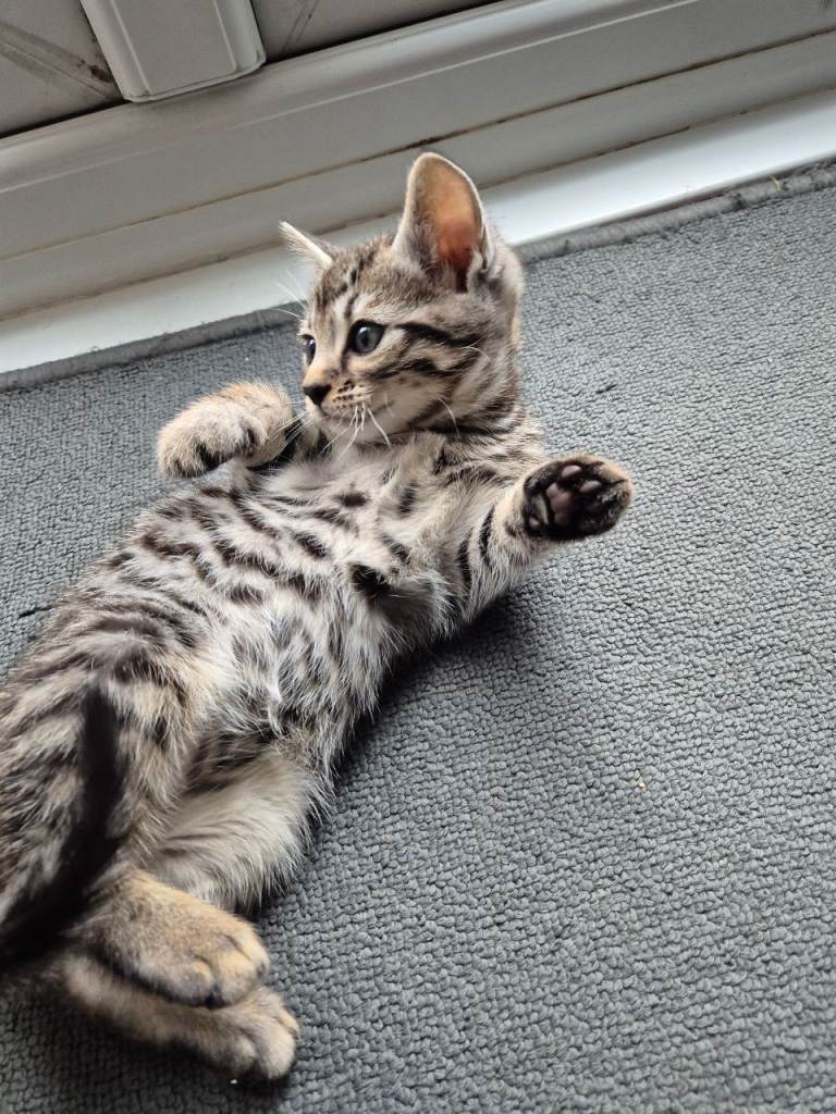 Tabby Bengal 