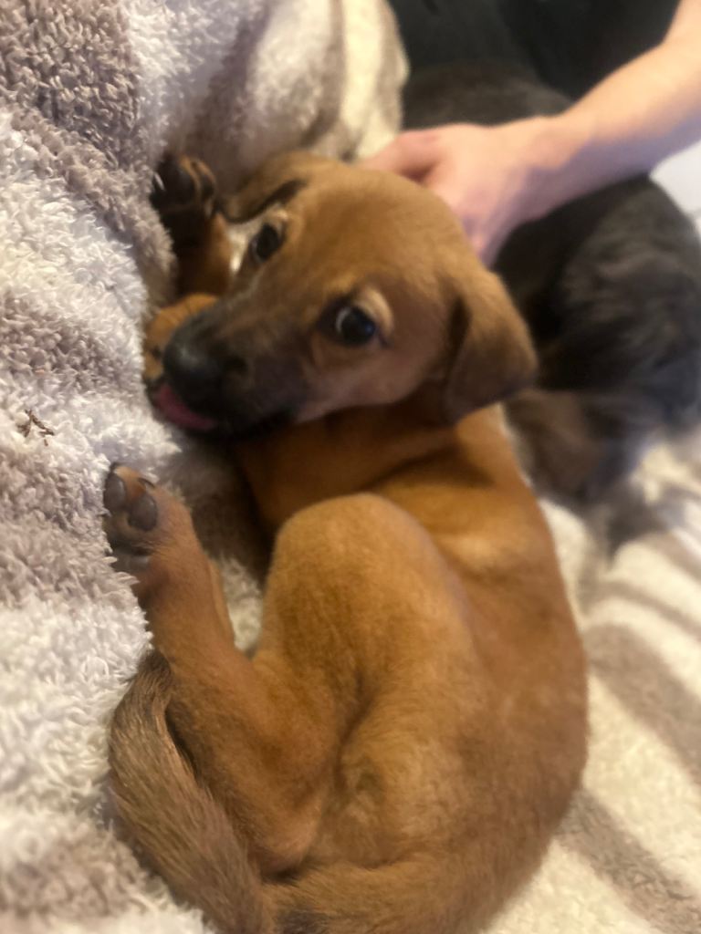 Whippet Puppy Female