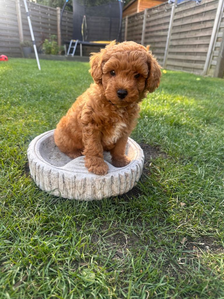 Adorable f3 cockapoo ( 1 boy left)