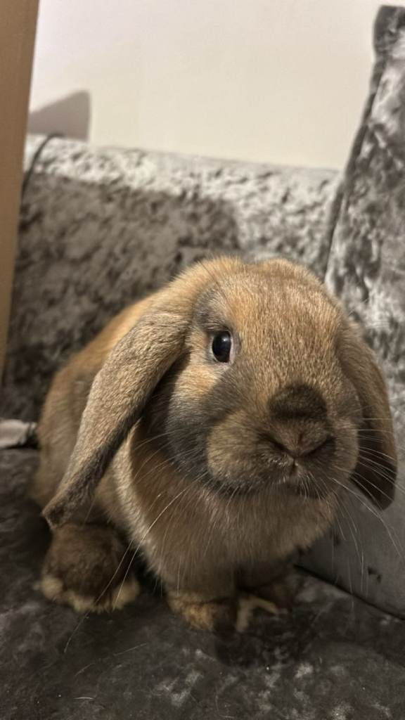2 Mini Lop / Holland Lop Rabbits – Rolo & Moon 🐰🐰