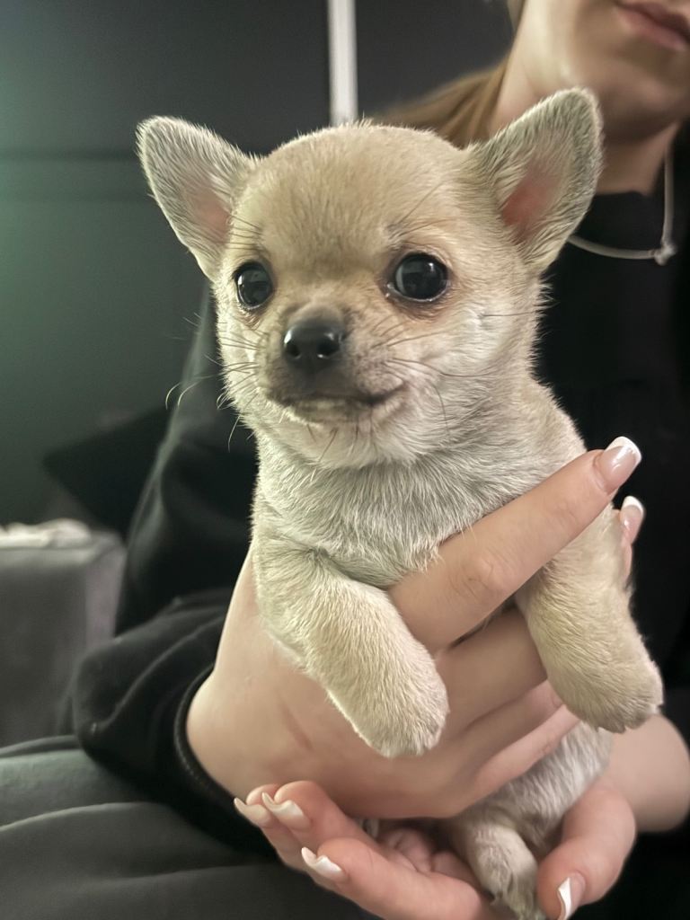 Tiny chihuahua pup 
