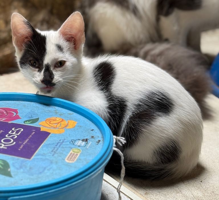 Farm kitten