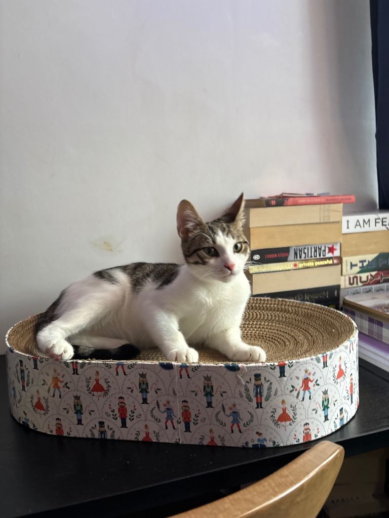 Urgent: Loving Home Needed for Special Needs Cat 