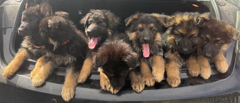 Kc reg German shepherd puppies only 