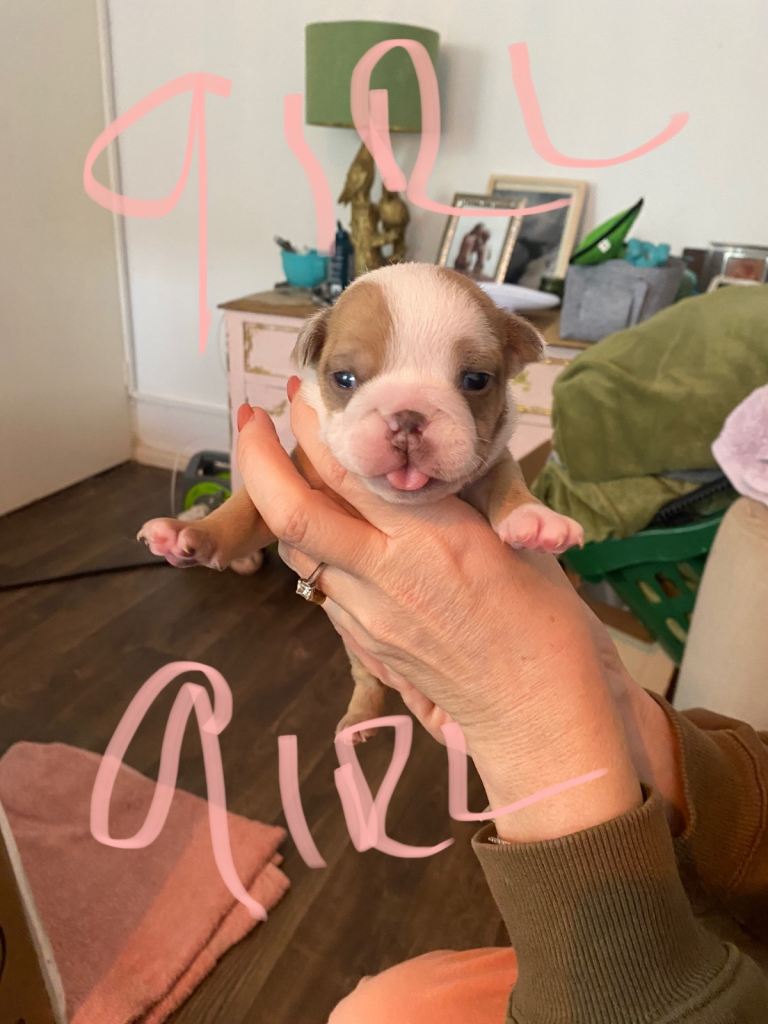4 WEEK OLD AMAZING BRITTISH BULLDOG S