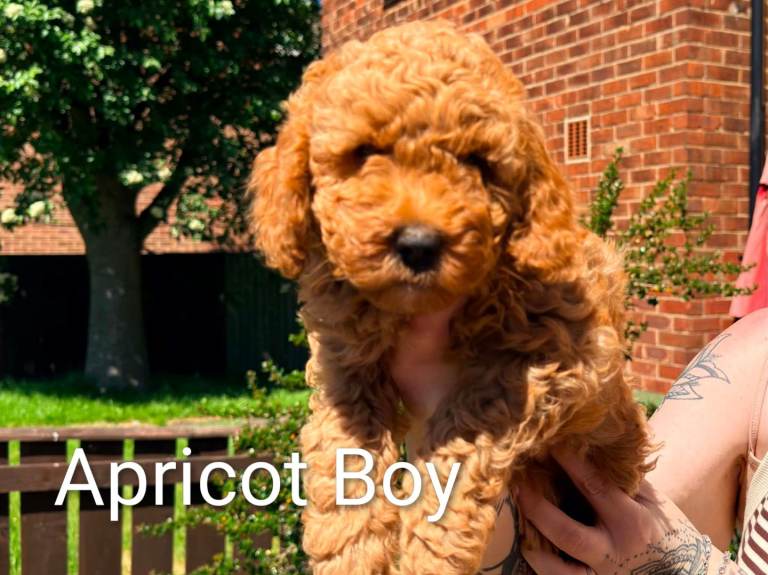 Cockerpoo 