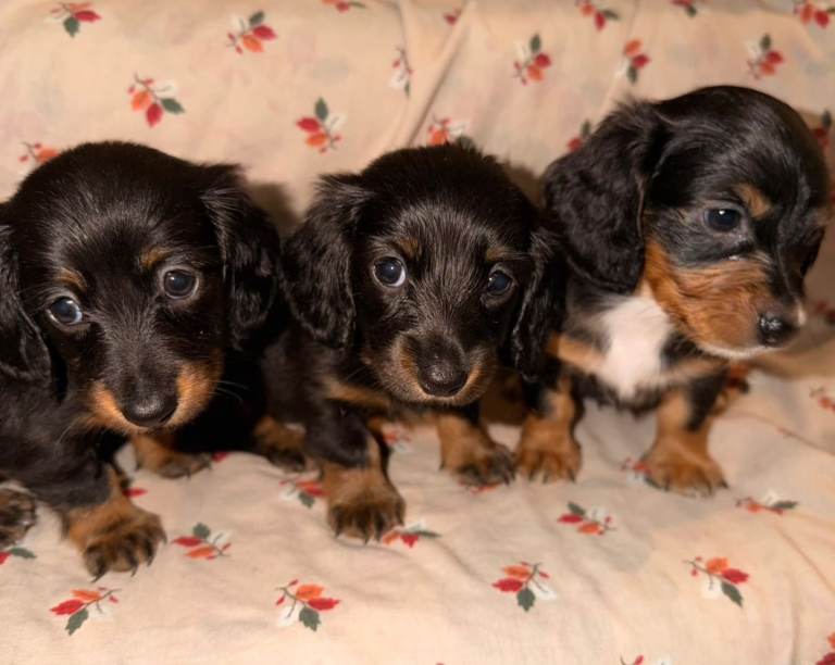 9 dauchaund puppies