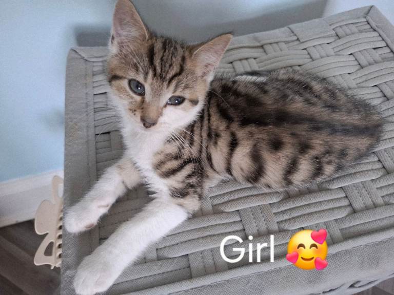 Beautiful White American white & tabby kittens