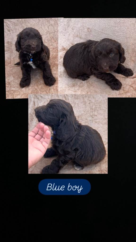 Cocker spaneil x tabiten terrier 