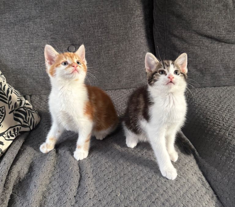 Two Adorable Ginger & Tabby Boy Kittens